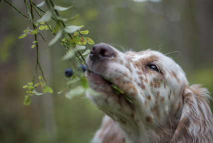 Can Dogs Eat Blueberries, Or Will This Fruit Give Your Pup The Blues